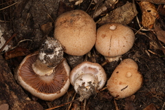 Cortinarius subpulchrifolius