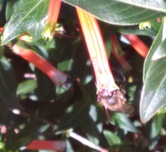 Apis mellifera image