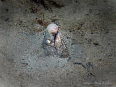 Bascanichthys bascanium