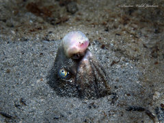 Bascanichthys bascanium