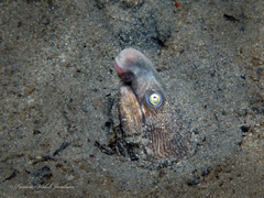 Bascanichthys bascanium