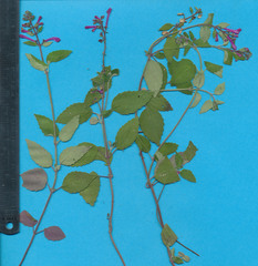 Scutellaria guatemalensis