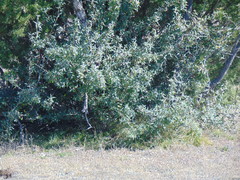 Berberis trifoliolata