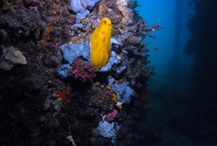Cochleoceps bicolor