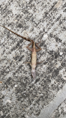 Anolis sagrei