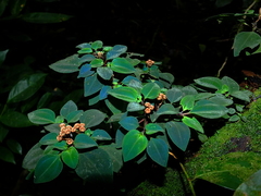 Macrocentrum fasciculatum