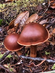 Cortinarius smithii