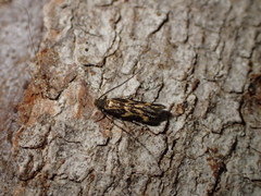 Oinophila v-flava