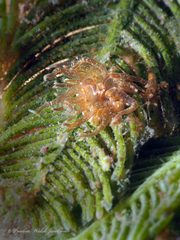 Bunodeopsis globulifera