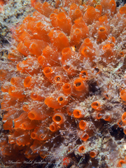 Mangrove Tunicate photo 3