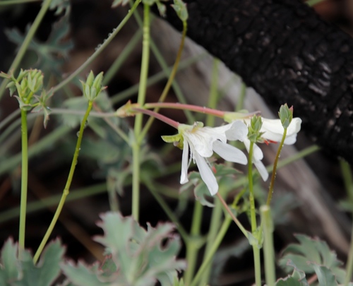 Image of Pelargonium Grandiflorum (Pelargonium grandiflorum) by (c) Tony Rebelo, some rights reserved (CC BY-SA)