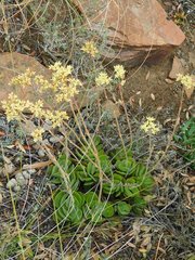 Crassula atropurpurea