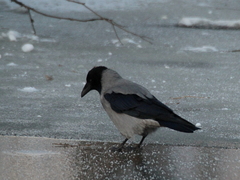 Corvus cornix