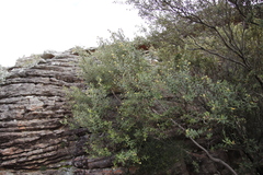 Phylica oleifolia