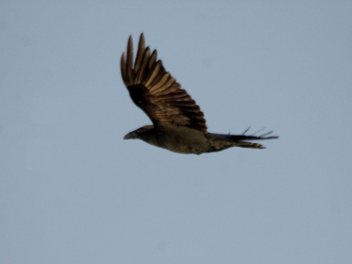 Cuervo grande (Corvus corax)
