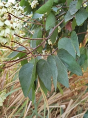 Bauhinia glabra image