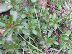 Dyschoriste microphylla