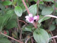 Dyschoriste microphylla