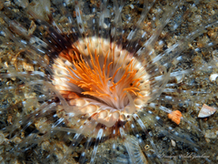 Ceriantheopsis americanus