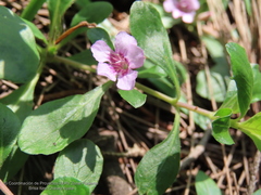 Dyschoriste microphylla