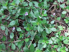 Dyschoriste microphylla