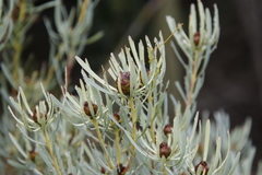 Leucadendron meyerianum