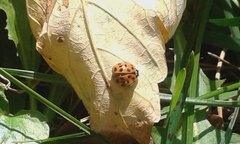 Harmonia axyridis