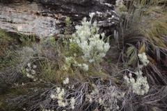 Leucadendron meyerianum
