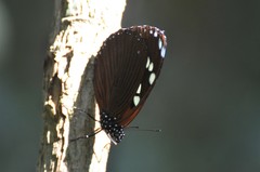 Charaxes tiberius tiberius
