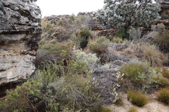 Leucadendron meyerianum