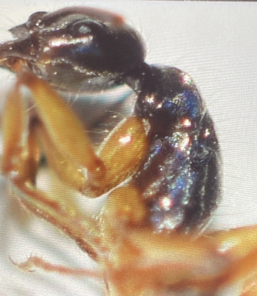 Mayaponera arhuaca