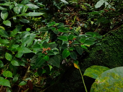 Macrocentrum fasciculatum