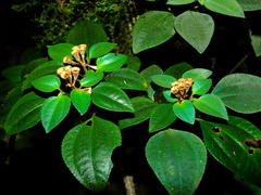 Macrocentrum fasciculatum