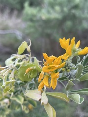 Medicago arborea