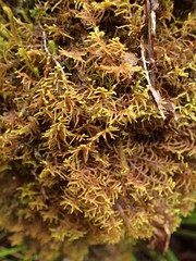 Plicanthus hirtellus