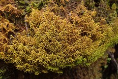 Plicanthus hirtellus