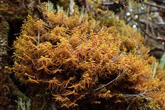 Plicanthus hirtellus