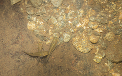 Poecilia hispaniolana