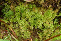 Sphagnum tumidulum