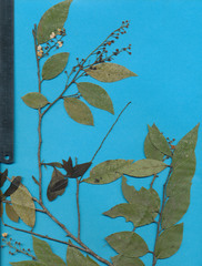 Vaccinium leucanthum