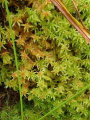 Sphagnum tumidulum