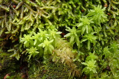 Sphagnum tumidulum