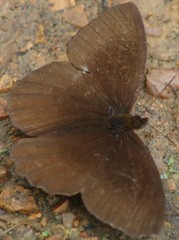 Panyapedaliodes drymaea