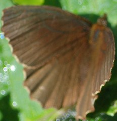 Panyapedaliodes drymaea