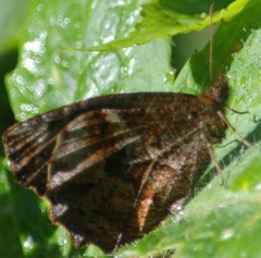 Panyapedaliodes drymaea
