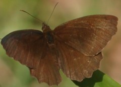 Panyapedaliodes drymaea