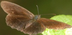 Panyapedaliodes drymaea
