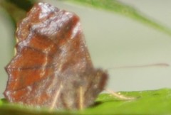 Panyapedaliodes drymaea