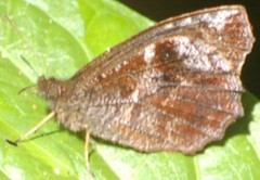 Panyapedaliodes drymaea
