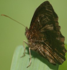 Panyapedaliodes drymaea